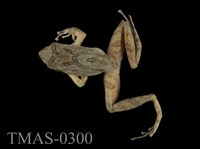 藏品(艾氏樹蛙)的圖片